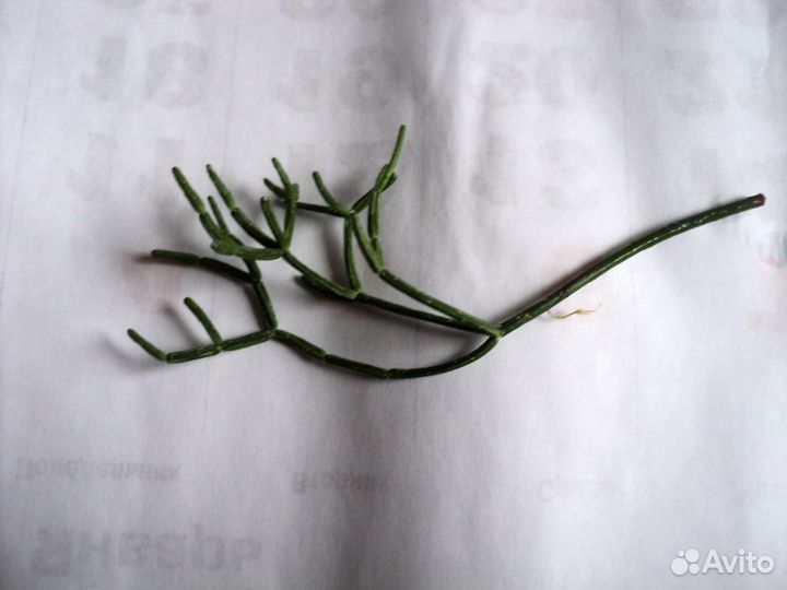 Рипсалис Цереускула Rhipsalis Cereuscula