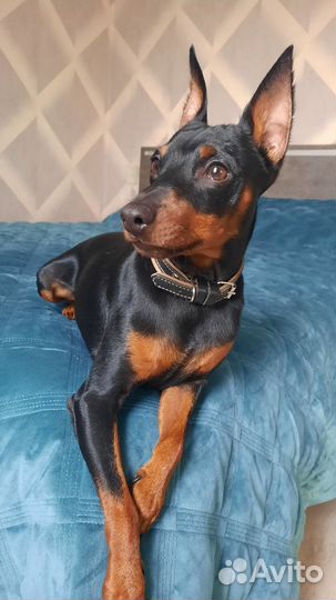 Вязка цвергпинчер мальчик