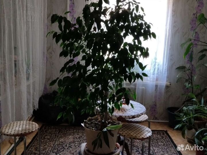 Бенджамина