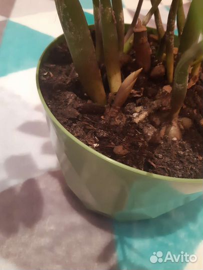 Замиокулькас