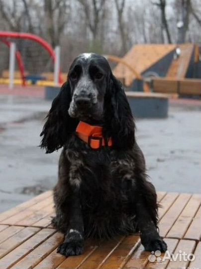 Английский кокер спаниель