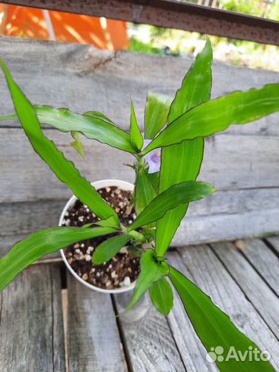 Традесканции сортовые