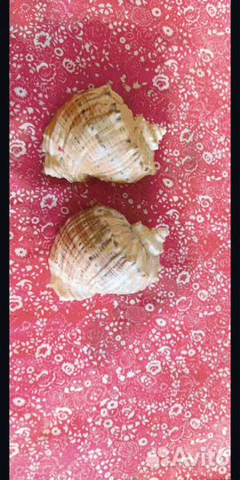 Ракушки