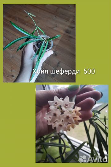 Хойи и другие растения