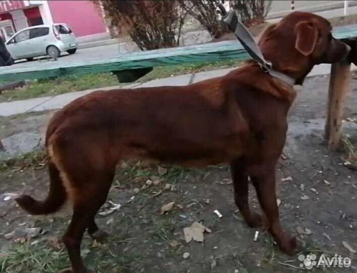 Метис сеттера, ей 2-3 года, стерилизована