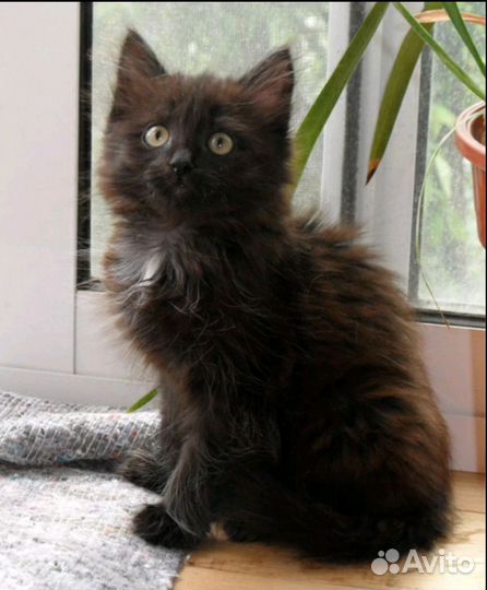 Очаровашка,ласковый котик Макс,4мес.Отдам