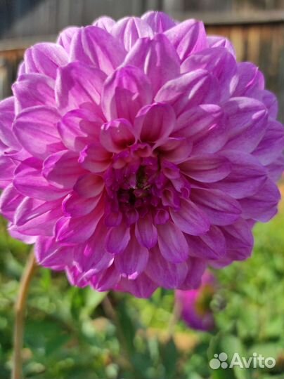 Георгины клубни