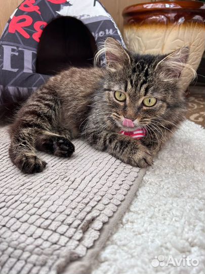 Кошка метис