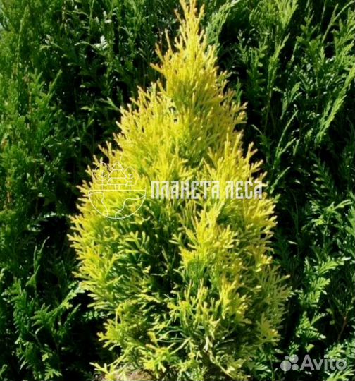 Туя западная Голден Смарагд Морозостойка