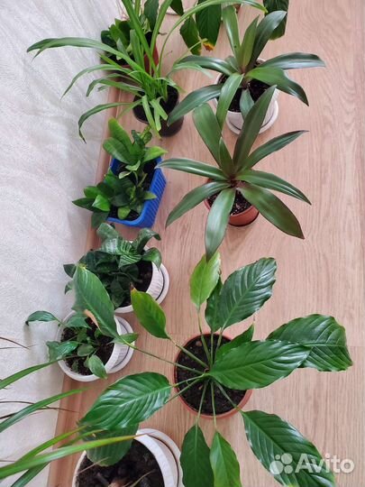 Комнатные цветы