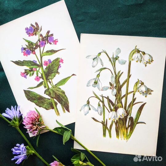 Набор открыток Цветы