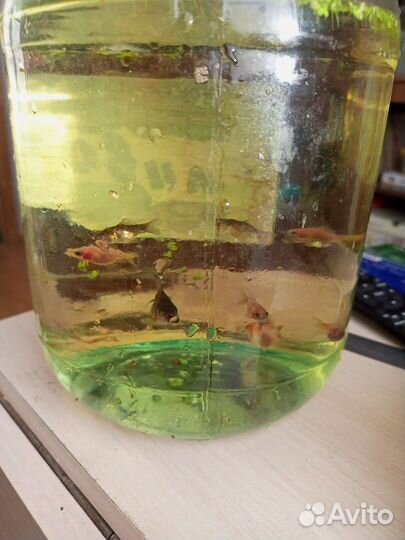 Аквариумные рыбки