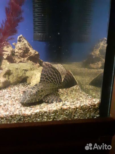 Сом птеригоплихт