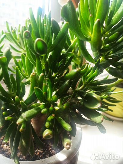 Толстянка хоббит