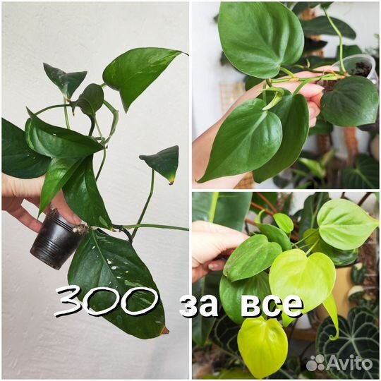 Комнатные растения