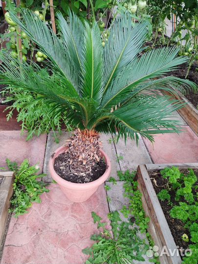 Пальма цикас