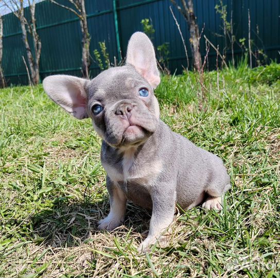 Шоколадный, лиловые, голубые, щенки француз