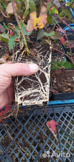 Саженцы бесшипной ежевики