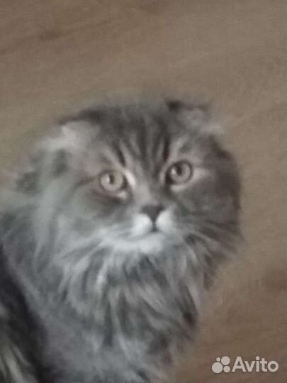 Передержка кошек