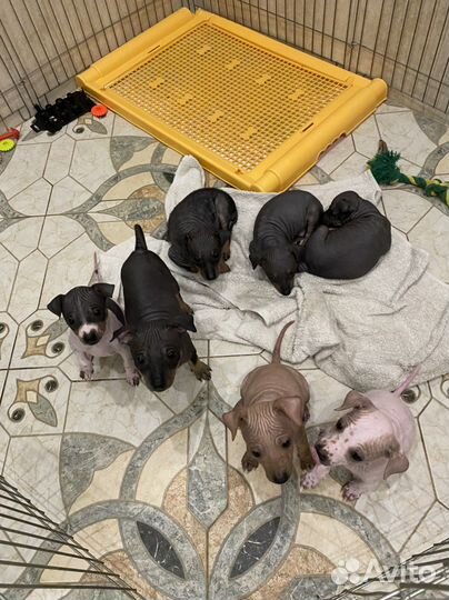 Американский голый терьер щенки