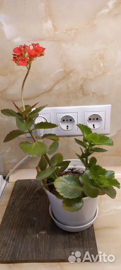 Каланхоэ блоссфельда