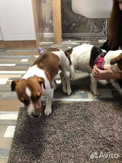 Вязка, роды инструктор по вязке собак