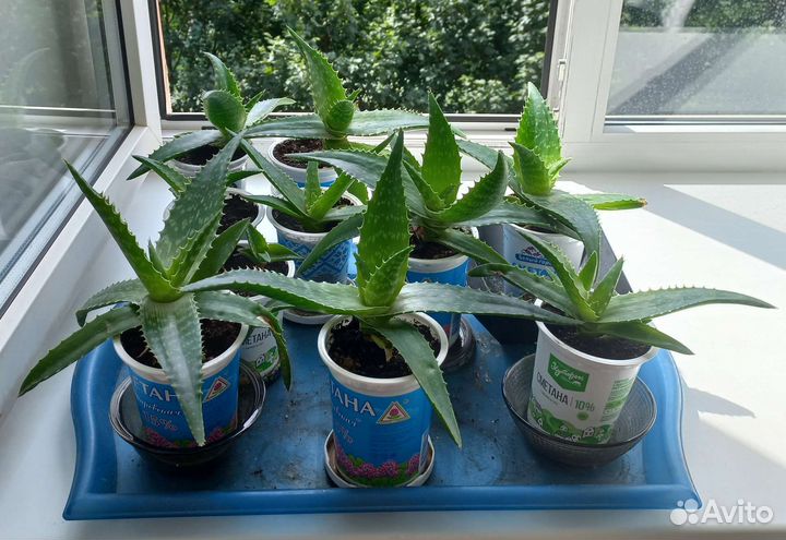 Алоэ пёстрое (Юкунда ). Каланхоэ цветущее