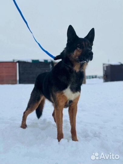 Собака Альмавир в добрые руки