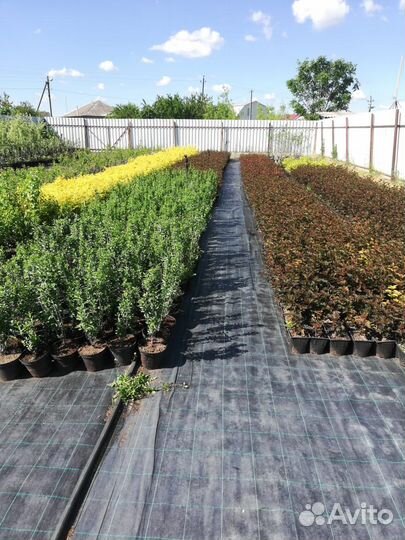 Чернозем,Навоз Крс,Перегной прелый,Грунт,ЗИЛ 1/6т