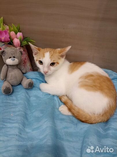 Котенок в добрые руки