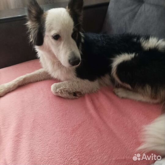 Собачке нужен дом. Иначе снова - улица