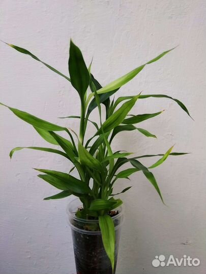 Бамбук комнатный 