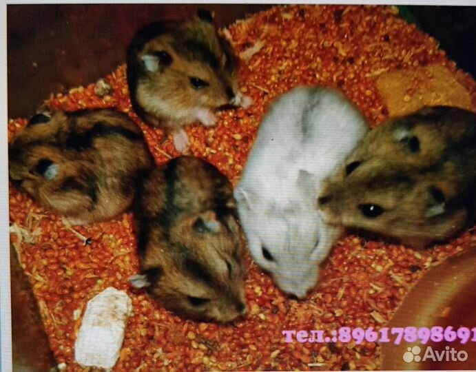 Джунгарские хомячки. Серые, белые,крем, персиковые