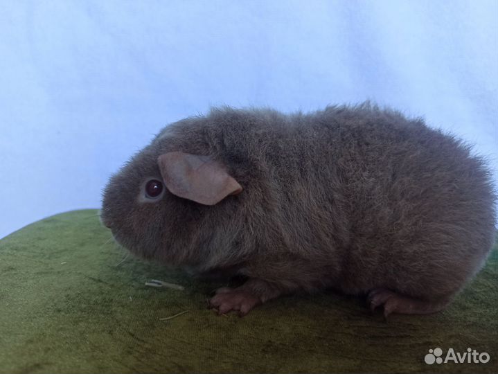 Морские свинки