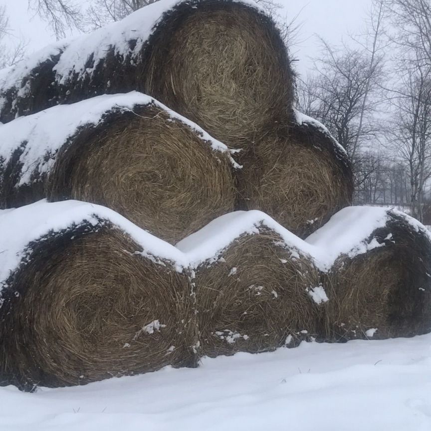 Сено в тюках