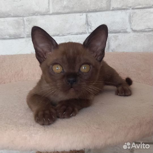 Европейская бурма