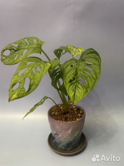 Монстера манки. Хавортия