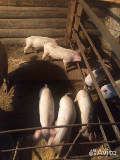 Продам поросят