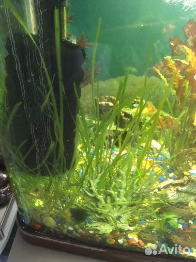 Аквариумное растение