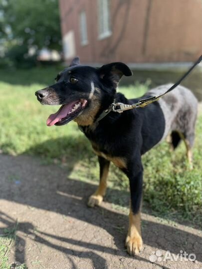 Маленькая собака