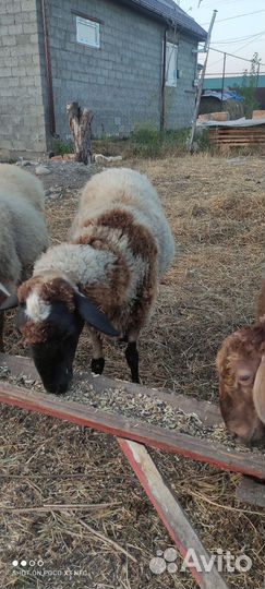 Овцы бараны