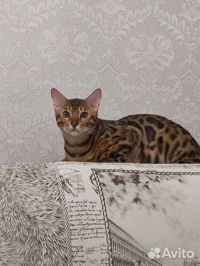 Бенгальский кот вязка