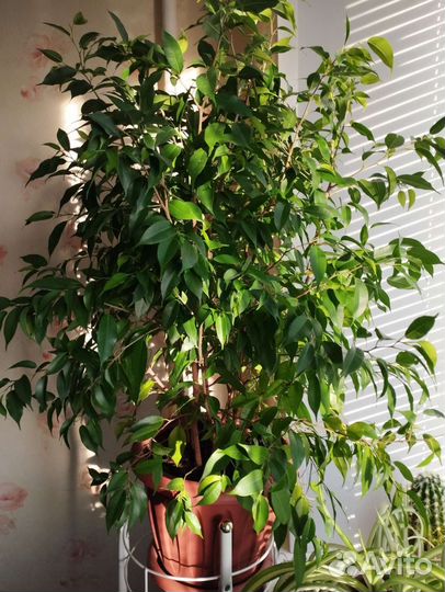 Фикус Бенджамина