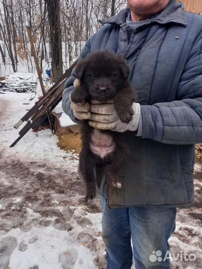 Щенки