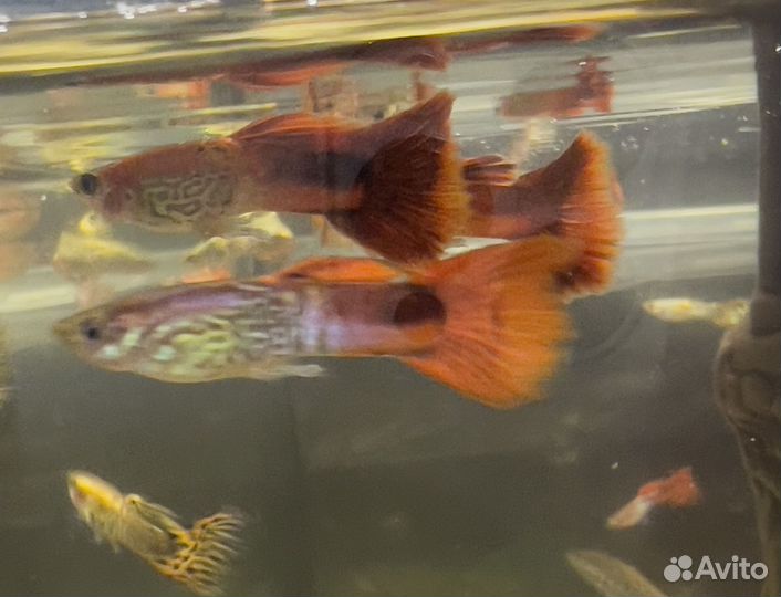 Рыбки гуппи