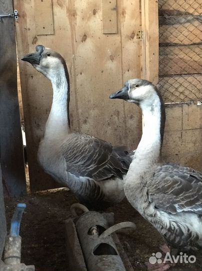 Гуси (Африканские, Львиная голова)