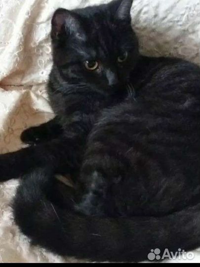 Отдам двух кошечек