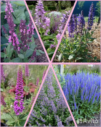 Шалфей дубравный, котовник фассена, Вероника