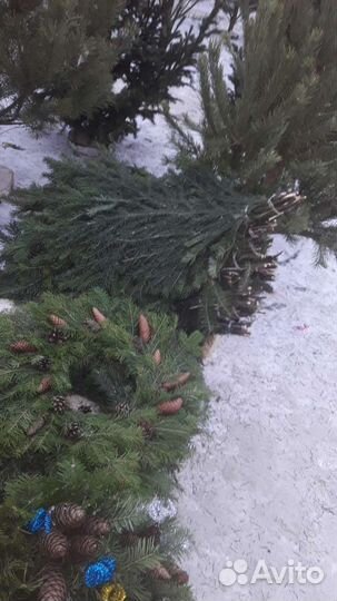 Пихтовые веники,можжевеловые и др.веники для бани