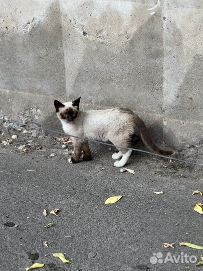 Тайская